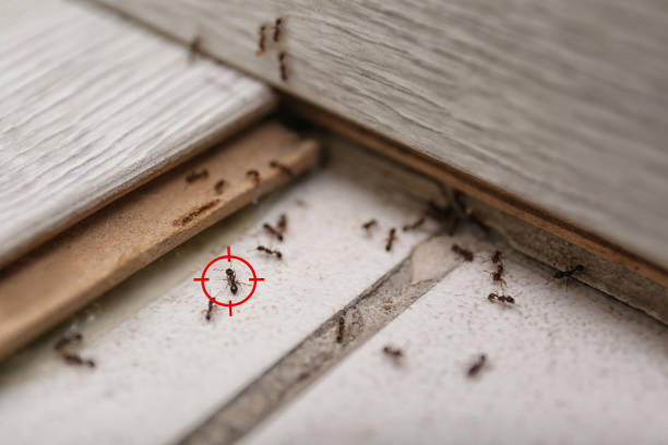 Best Best Pest Control Companies  in Akron, NY