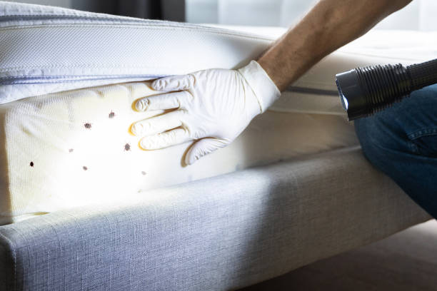 Best Local Pest Control Services  in Akron, NY
