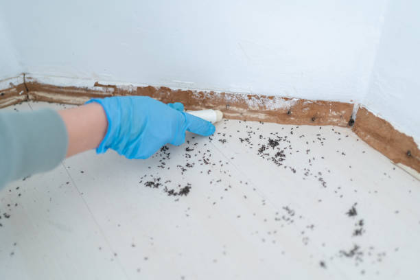 Best Flea Control Services  in Akron, NY